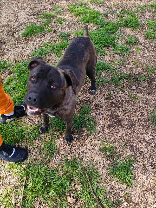 Reina - Quasi 2 Anni (nata indicativamente il 6 Ottobre 2023)  - Mix Cane Corso  - Taglia: Media   Foto 5